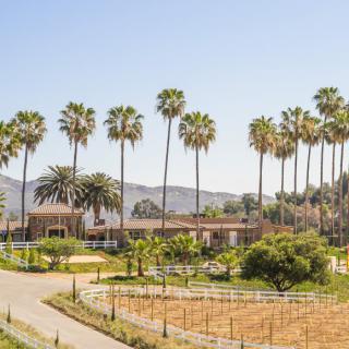 A picturesque vineyard featuring tall palm trees against a backdrop of mountains.