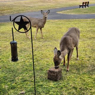 Two deer foraging for food in a green open area.