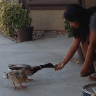 A person feeding ducks on a patio.