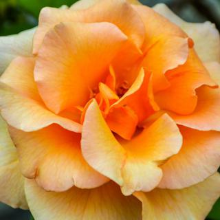 A vibrant orange rose in full bloom.