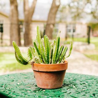 A vibrant cactus in a terracotta pot, showcasing the beauty of nature on a sunny day.
