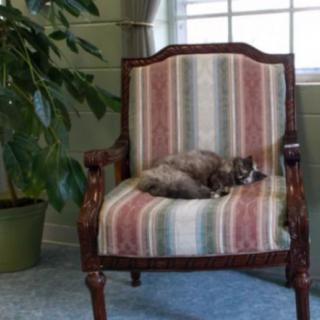 A cat lounging on a striped upholstered chair next to a plant by the window.