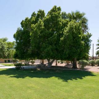 A sunny day in the park with lush green trees and grass.