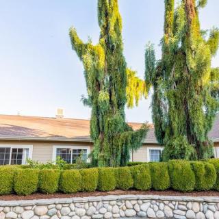 A well-landscaped residential area with tall trees and a stone wall.