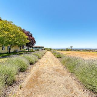 A scenic pathway lined with trees and lavender plants, leading towards open fields under a clear blue sky.
