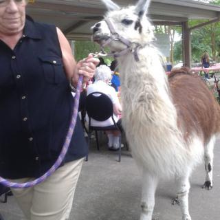 Person handling a llama outdoors at a park event.