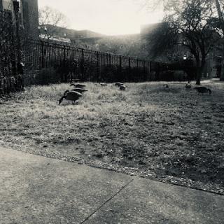 A serene black and white view of a park with grass and trees, bordered by a fence.