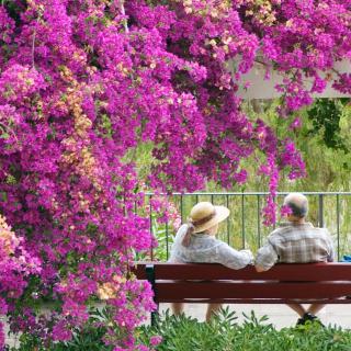 A couple sitting on a bench surrounded by vibrant bougainvillea flowers.