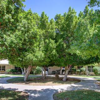 A peaceful outdoor scene with lush green trees and a winding pathway.