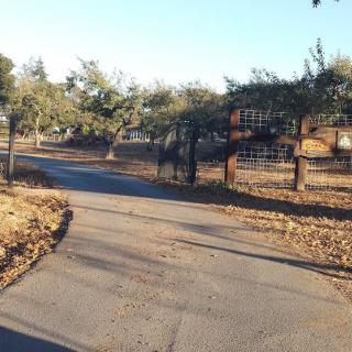 A quiet driveway leading to a gated area, surrounded by trees and bathed in warm sunlight.