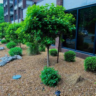 Modern garden landscaping with small trees and shrubs surrounded by mulch.