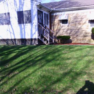 A sunny yard with a well-maintained lawn and a house in the background.