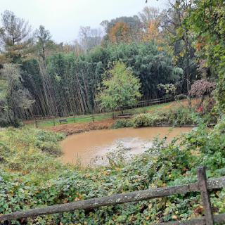 A serene view of a muddy pond surrounded by lush greenery and autumn foliage.