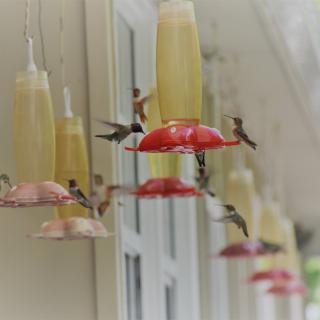 A row of hummingbird feeders with several hummingbirds feeding.