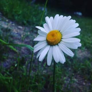 A beautiful daisy blooming in the grass.