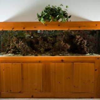 A large aquarium with a wooden cabinet base, featuring coral and rocks, topped with a leafy indoor plant.