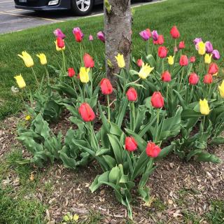 A vibrant display of red, yellow, and purple tulips blooming around a tree.