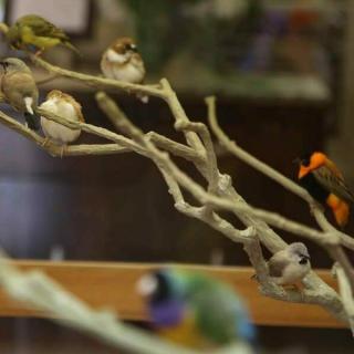 A group of colorful birds perched on intertwined branches.