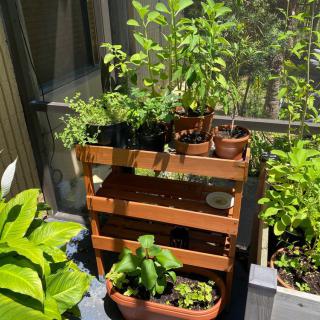 A sunny balcony garden with various potted plants and herbs displayed on a wooden rack.