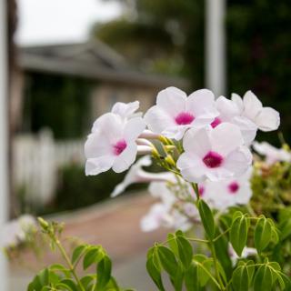 Beautiful white flowers with pink centers bloom in a garden.