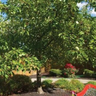 A lush green tree in a beautifully landscaped garden.