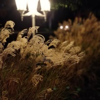 A serene nighttime scene featuring illuminated plants swaying gently in the breeze.