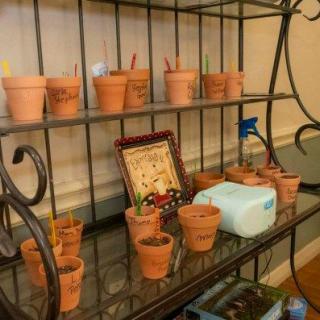 A collection of small terracotta pots with plants displayed on a decorative metal shelf.