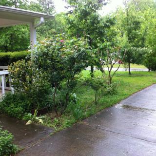 A wet driveway leading to a house surrounded by lush greenery.