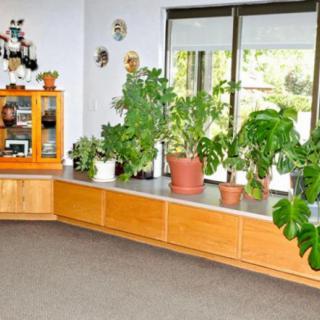 A room filled with various indoor plants on shelves by a window, enhancing the decor with greenery.