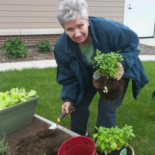 A woman planting herbs in a garden bed.