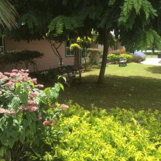 A lush garden with various plants, flowers, and trees under the sunlight.
