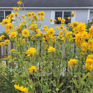 A vibrant display of yellow flowers flourishing in a backyard garden with a house in the background.