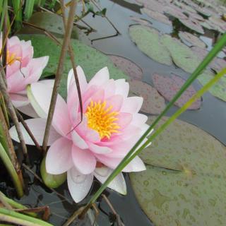 Pink water lilies blooming in a serene pond.