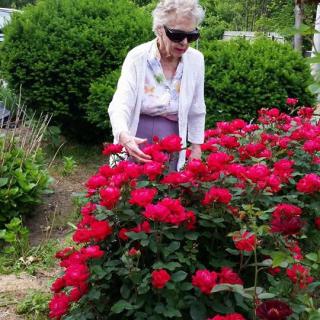 An elderly woman wearing sunglasses admires vibrant red roses in a garden.