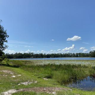 A serene lakeside view with grasses, trees, and a clear blue sky.
