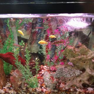 A vibrant aquarium filled with colorful fish and lush aquatic plants.