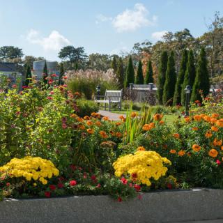 A vibrant garden filled with diverse flowers and plants under a clear blue sky.