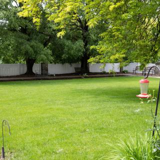 A lush green backyard with trees, a fence, and a hummingbird feeder.