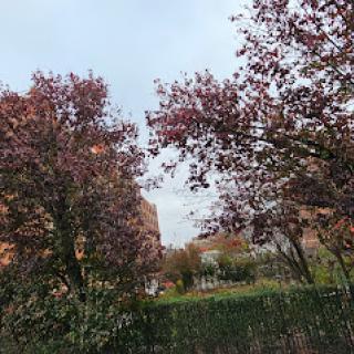 A serene autumn landscape featuring trees with reddish leaves.