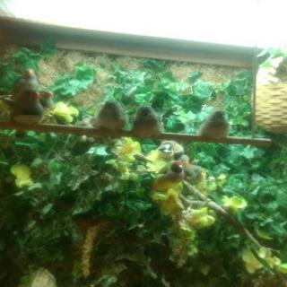 A group of birds perched on a branch amidst lush greenery.