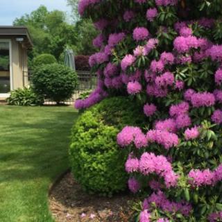 A beautiful garden with vibrant purple flowers and manicured greenery.