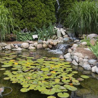 A tranquil garden pond with water lilies and a small waterfall surrounded by lush greenery and rocks.