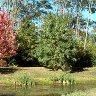 A serene landscape featuring lush trees, a pond, and vibrant autumn foliage.