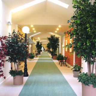 A bright and inviting corridor lined with potted plants and a green carpet, creating a harmonious atmosphere.