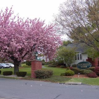 A picturesque residential area with a cherry blossom tree in full bloom.