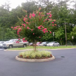A flowering tree in a landscaped island of a parking lot.