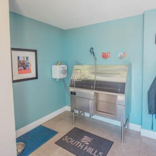 A well-designed pet grooming area featuring a stainless steel cleaning station against a bright blue wall.