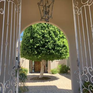 A view through an ornate gate into a courtyard with a central tree and pathway leading to a wooden door.
