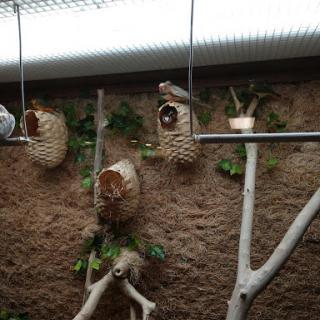 An aviary scene featuring birds resting in woven nests.