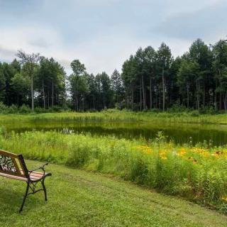 A tranquil scene of a bench overlooking a lake surrounded by trees and greenery.